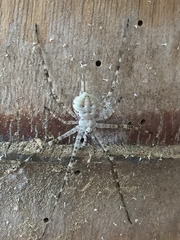 Neotama mexicana