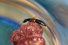 Nudobius lentus