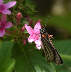 Paracarystus hypargyra