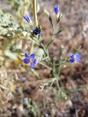 Eriastrum sapphirinum