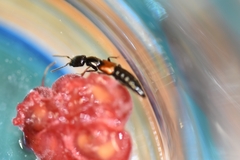 Nudobius lentus