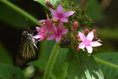 Paracarystus hypargyra