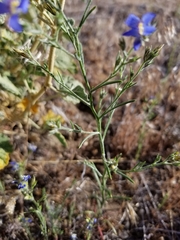 Eriastrum sapphirinum