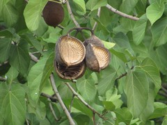 Pterygota brasiliensis