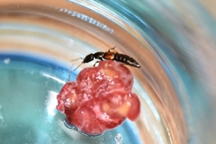 Nudobius lentus