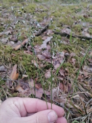 Anthoxanthum australe