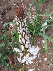 Asphodelus macrocarpus