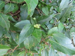 Grewia occidentalis occidentalis