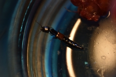 Nudobius lentus