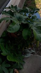 Fatsia japonica