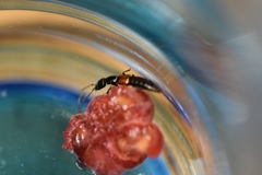 Nudobius lentus