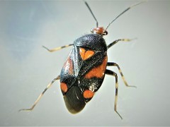 Deraeocoris schach