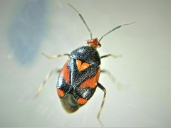 Deraeocoris schach