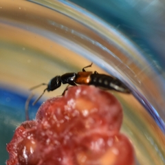 Nudobius lentus