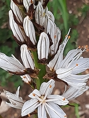 Asphodelus macrocarpus