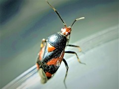 Deraeocoris schach