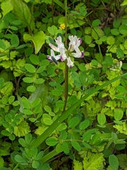 Astragalus nokoensis