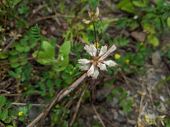 Astragalus nokoensis