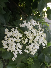 Sambucus nigra