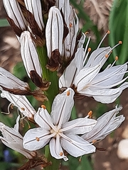 Asphodelus macrocarpus