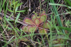 Drosera praefolia