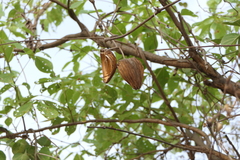 Wattakaka volubilis