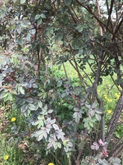 Rosa glauca