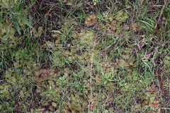 Drosera praefolia