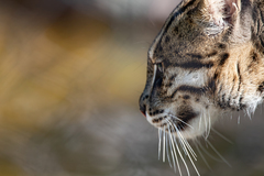 Prionailurus viverrinus