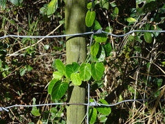 Cynanchum obtusifolium