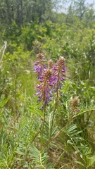 Astragalus bisulcatus