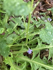 Glechoma hederacea