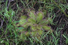 Drosera praefolia