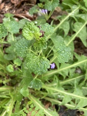 Glechoma hederacea
