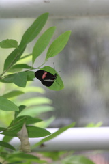 Heliconius erato