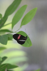 Heliconius erato