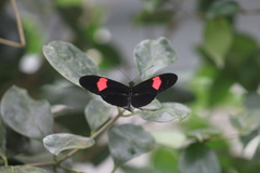 Heliconius erato