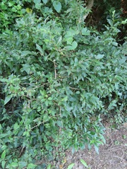 Grewia occidentalis occidentalis