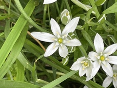 Ornithogalum umbellatum