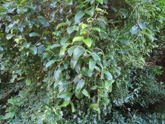 Tacazzea apiculata