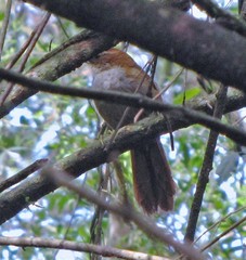 Clibanornis dendrocolaptoides