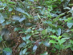 Tacazzea apiculata