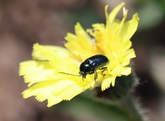 Cryptocephalus violaceus