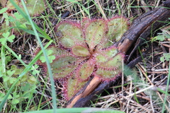 Drosera praefolia