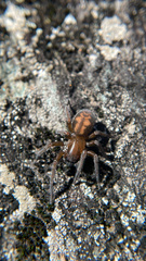 Callobius bennetti