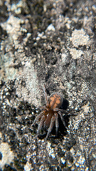 Callobius bennetti