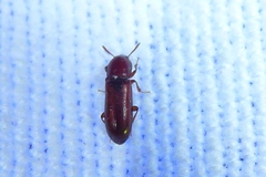 Corticeus