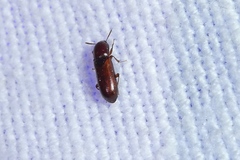 Corticeus