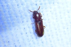 Corticeus