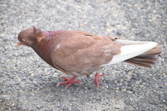 Columba livia domestica
